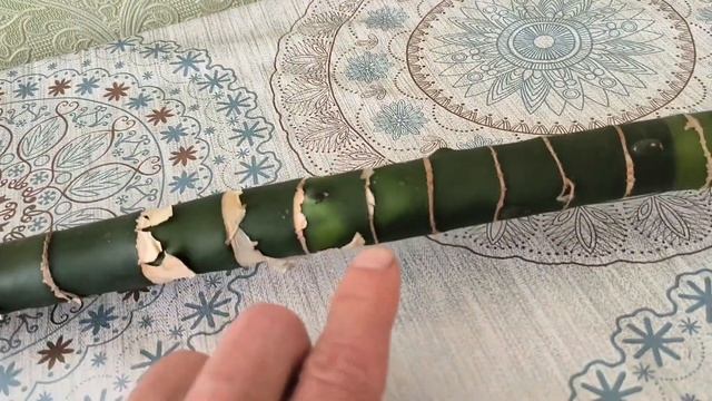 Диффенбахия. Обрезаю, укореняю. смотреть онлайн
