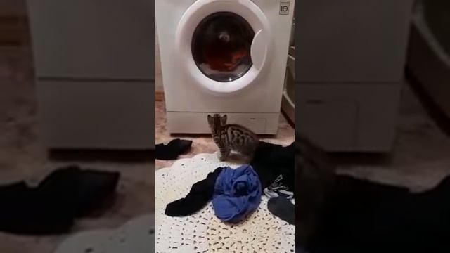 кошка Флешка декабрь 2020 смотреть онлайн