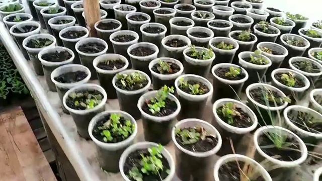 Каким УДОБРЕНИЕМ ПОДКОРМИТЬ ЦВЕТЫ дальше? Смотрим ПО РАЗВИТИЮ рассады! смотреть онлайн