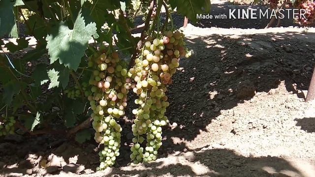 Ультрораний и ранний виноград. смотреть онлайн