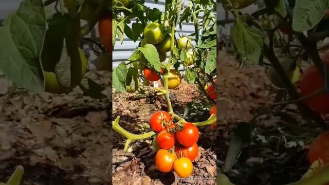 Метелица #семенатоматов #помидоры #сад #dwarf смотреть онлайн