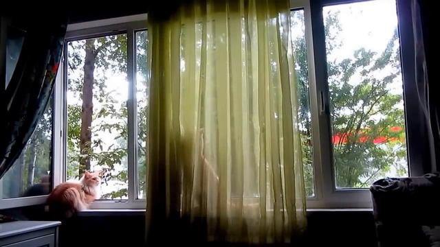 Кошка-проказница.Queer cat. смотреть онлайн