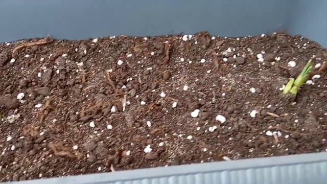 🌷🌷🌷 Тюльпаны проклюнулись, а ещё январь. ❄️ смотреть онлайн