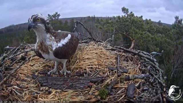 Zivju ērgļi (Pandion haliaetus) Kurzemē _ Welcome back Teo 07.04.2022. смотреть онлайн