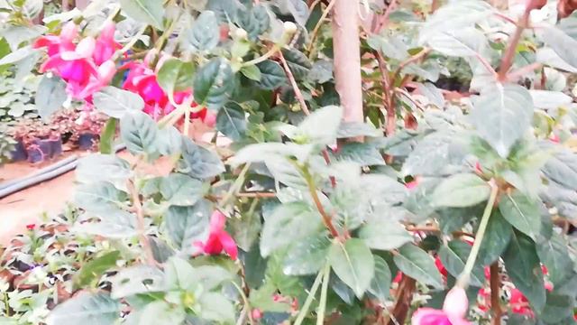 Fuschia regia (Onagraceae) смотреть онлайн