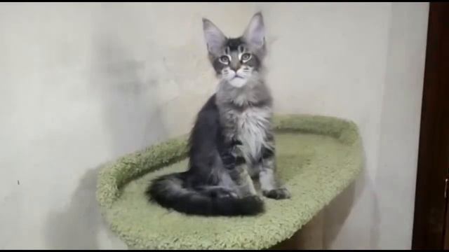Кот Мейн-кун Чёрный тикированный смотреть онлайн