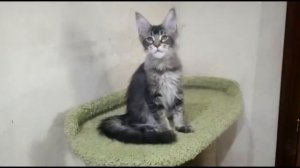 Кот Мейн-кун Чёрный тикированный