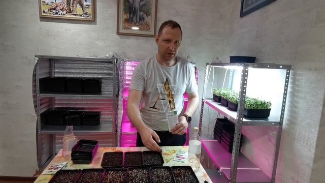 Микрозелень дома - Редис - Фиолетовый и зеленый. Как вырастить редис на микрозелень - Посадка. смотреть онлайн