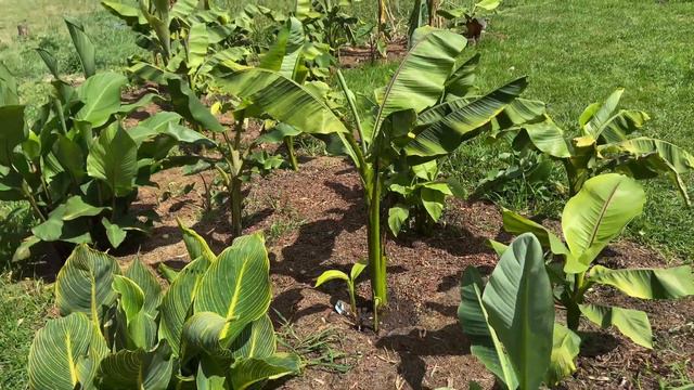 Banany - Musa Basjoo, Ensete Ventricosum Maurelii, Dajiao, Lasiocarpa, Colocasia , Sikkimensis.