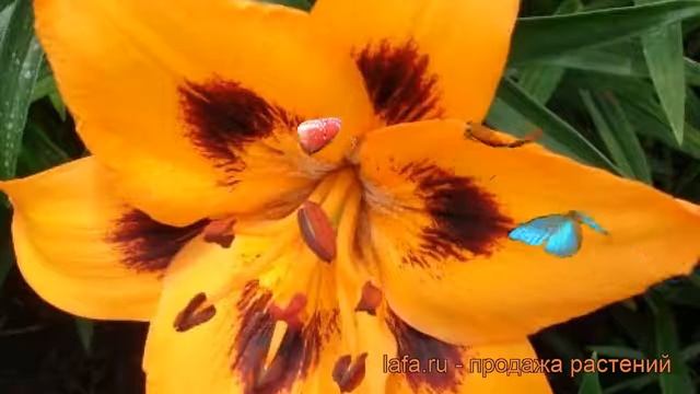 Лилия азиатская Лорето (lilium loreto) ? лилия Лорето обзор: как сажать луковицы лилии Лорето смотреть онлайн