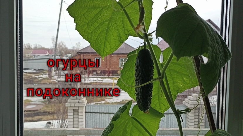 Первый огурец с подоконника.