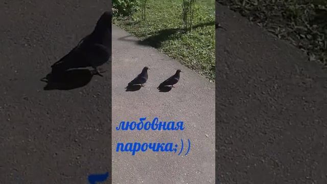 Ритуся и Настюша|||Веселые голуби:)))) смотреть онлайн