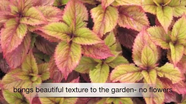 Coleus Colorblaze Royal Glissade