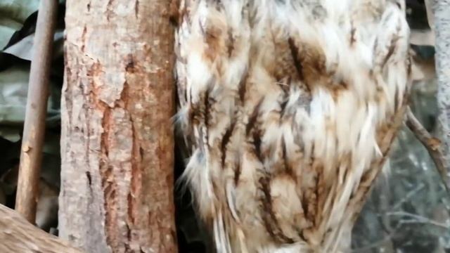 Тематическая экскурсия "Совы". смотреть онлайн