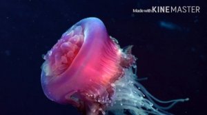 8 самых опасных ЖИВОТНЫХ ТАЙЛАНДА