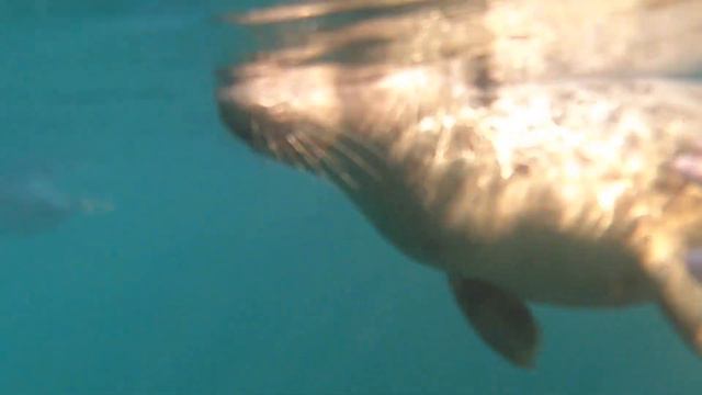 Swimming with Seals, Lundy Island, Devon 2021 смотреть онлайн