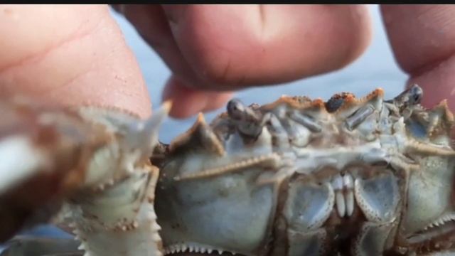 Крабы Финского залива смотреть онлайн