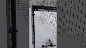 Живоловука своими руками. Ловушка своими руками на лис.