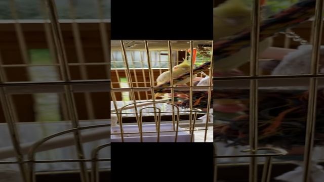 Попугай Кеша смотреть онлайн