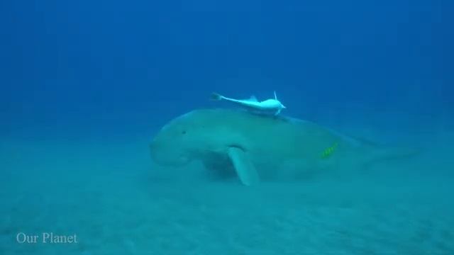 Лечебная Музыка для Снятия Стресса, Усталости, Депресии, Негатива, Детокс негативных эмоций #17 смотреть онлайн