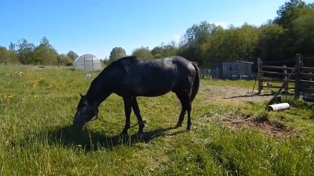 Путо из пеньки и ошейник для лошади. смотреть онлайн