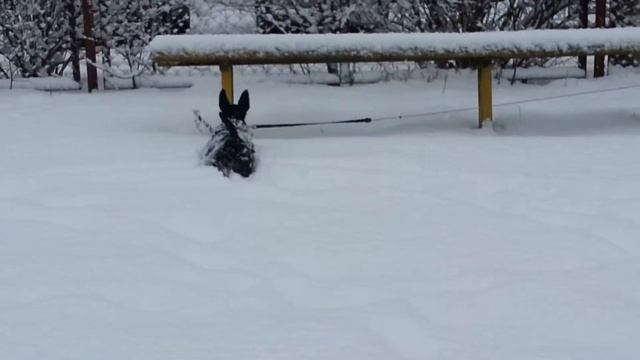 Скотч мини бульдозер смотреть онлайн