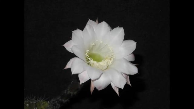 Echinopsis oxygona смотреть онлайн