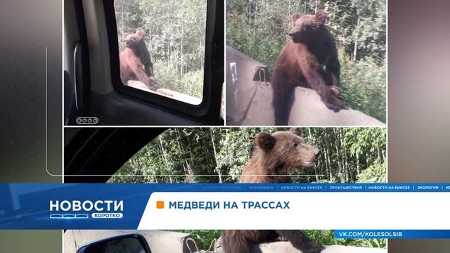 В Енисейском районе автомобилисты сделали забавное фото медведя на трассе смотреть онлайн