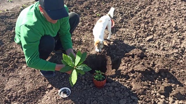 Каштан съедобный выращивание, медоносы для пчел смотреть онлайн