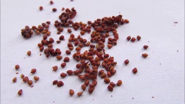 Секреты посадки земляники семенами. Коллекция редких сортов