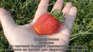 Клубника Гигантелла — описание сорта