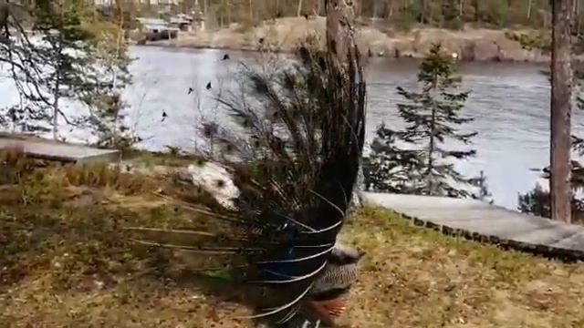 Павлин в Валаамском монастыре смотреть онлайн