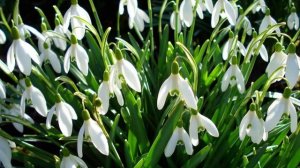 Первоцветы в саду. Галантус