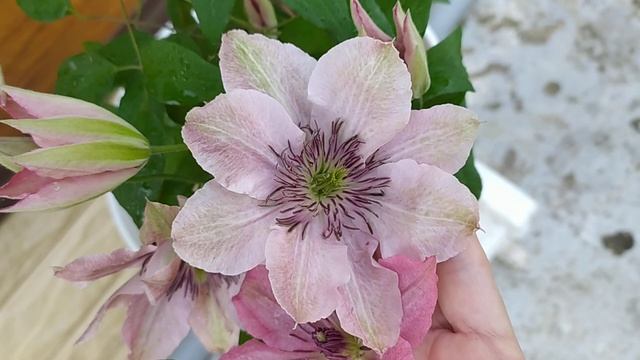 Сара Элизабет клематис 26.05.23 смотреть онлайн