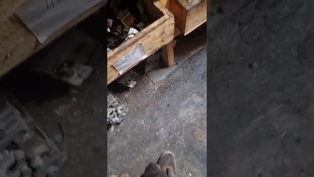 #родион Сергеевич #пальма #разрывная #немецкаяовчарка смотреть онлайн