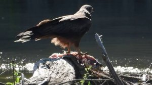 Хищники и их жертвы. Подборка видео.mp4