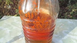 Как получить из Облепихи масло