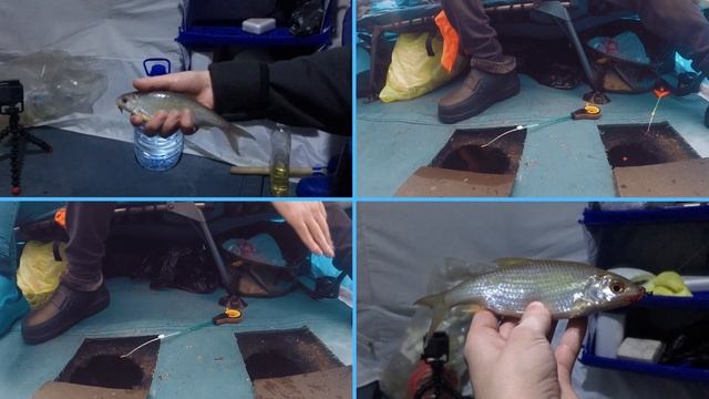 СТАРОУТКИНСК. Ловля чебака на местном пруду. смотреть онлайн