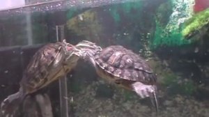 Ухаживания красноухих черепах. Брачные игры