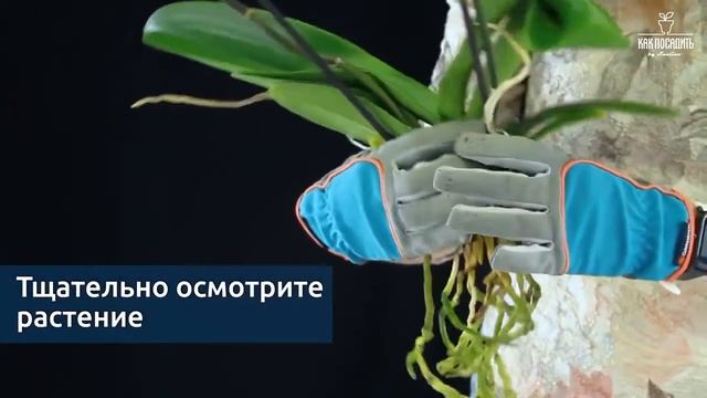 Вазон Arte - Dea