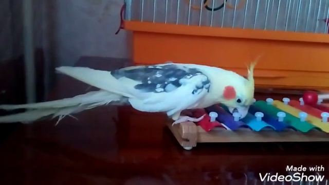 ПОПУГАЙЧИК РОЗА ЗАБАВНО ИГРАЕТ ПОПУГАЙЧИК И МУЗЫКА ПОПУГАЙЧИК ИГРАЕТ ЗАБАВНЫЙ ПОПУГАЙЧИК смотреть онлайн