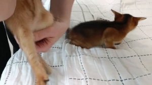 Как выбрать абиссинского котенка