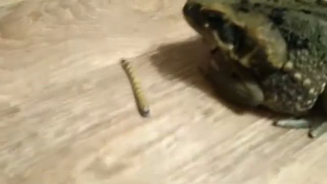 Жаба ага и вкусняшки смотреть онлайн