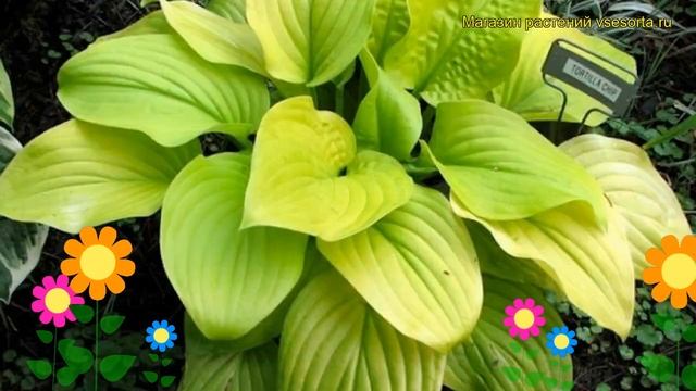 Хоста гибридная Тортилла чип. Краткий обзор, описание характеристик hosta hybrida Tortilla Chip смотреть онлайн