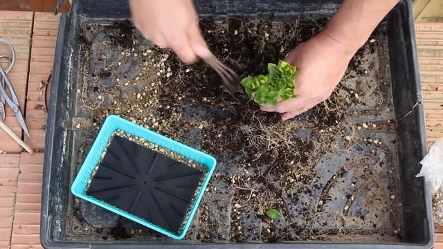 Bonsai Zero Gardenias - TRASPLANTE