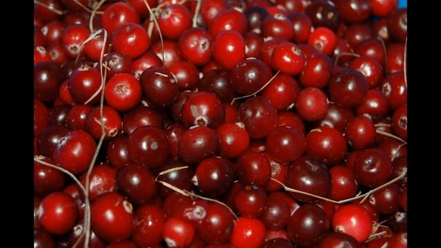 Урсоловая кислота и ее влияние на сердце смотреть онлайн