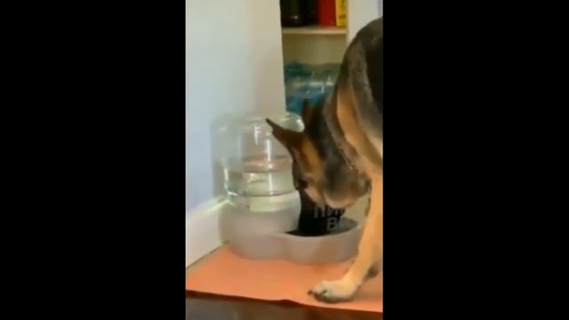 Приколы про животных. Смешное видео про котов, собак и не только. Выпуск 29 смотреть онлайн