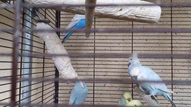 Стая выставочных волнистых попугаев и ветка лимона ??? смотреть онлайн