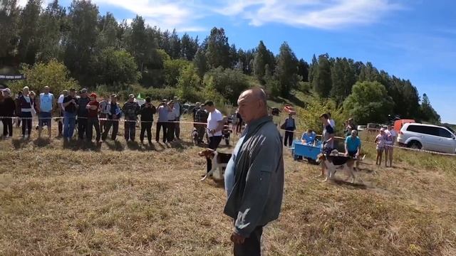 РУССКИЕ ПЕГИЕ ГОНЧИЕ МЕЖРЕГИОНАЛЬНАЯ ВЫСТАВКА ГОНЧИХ ПОРОД СОБАК смотреть онлайн