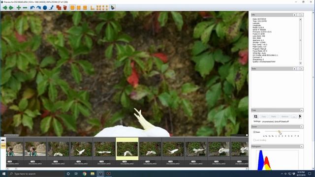 dot sight for bird in flight on sony a9 with sony fe 200-600 смотреть онлайн